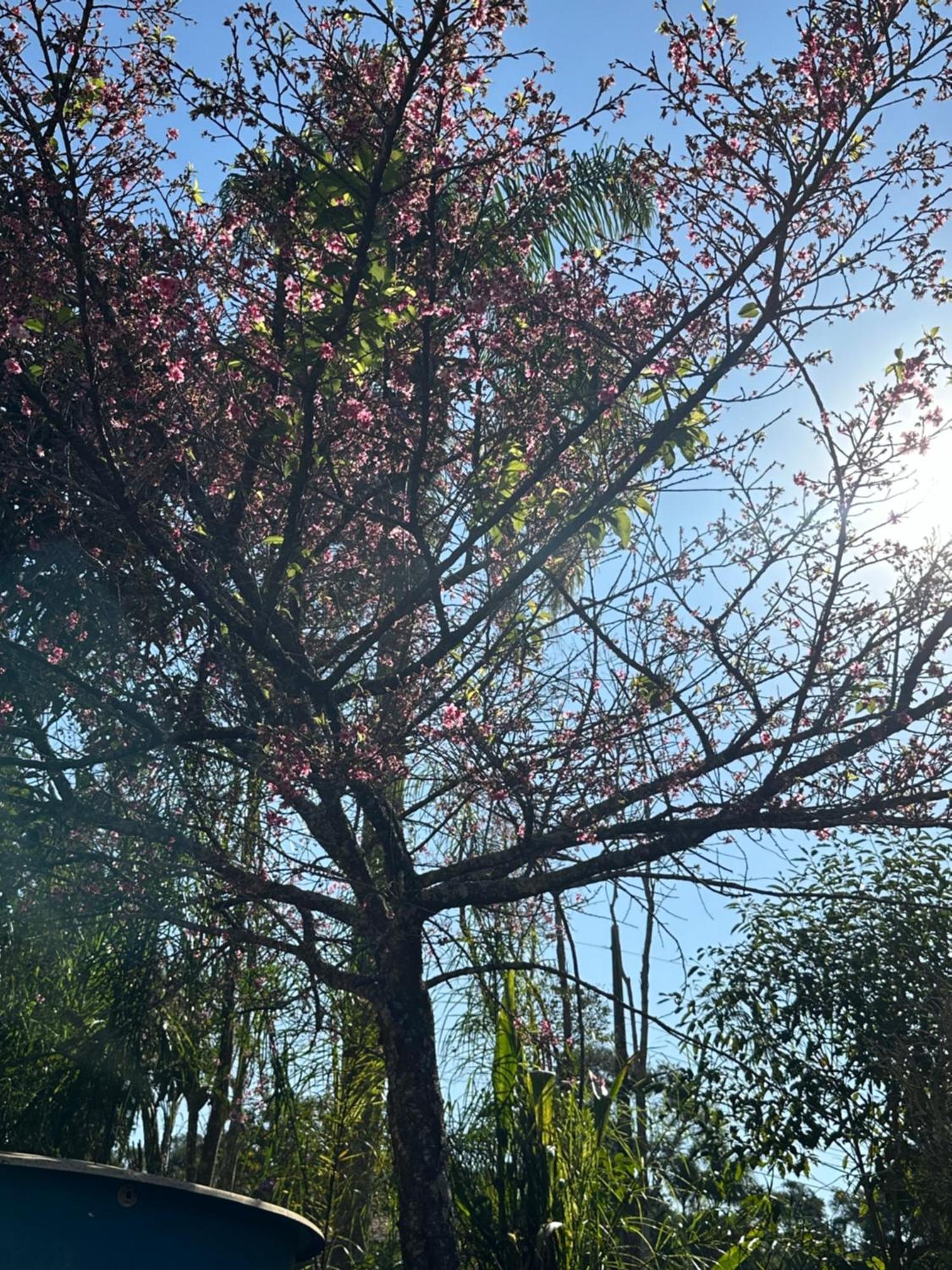 Morada Dos Beija-Flores อีบิวนา ภายนอก รูปภาพ